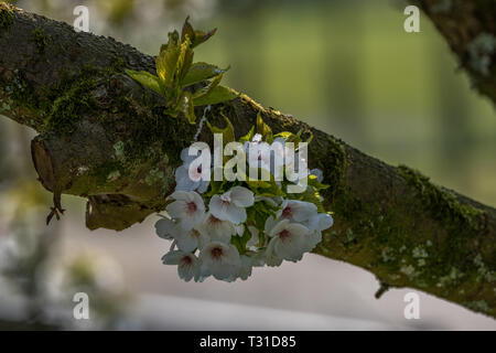 Fleurs de pommier sur une branche Banque D'Images