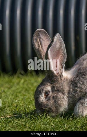 Lapin géant mange de l'herbe Banque D'Images