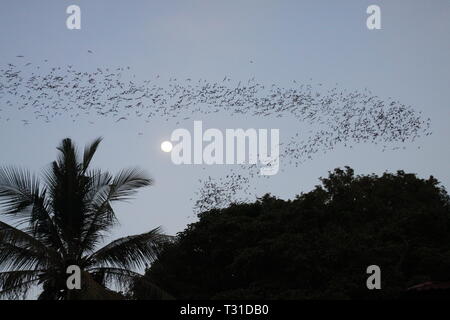 Grotte de chauves-souris Battambong, Banan, Cambodge : les chauves-souris innombrables essaimer dans le crépuscule du soir avec la pleine lune et silhouette de palm tree Banque D'Images