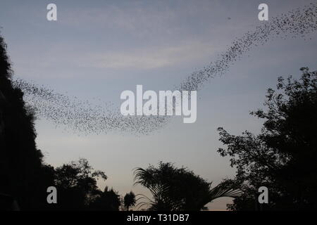 Grotte de chauves-souris Battambong, Banan, Cambodge : les chauves-souris innombrables essaimer dans le crépuscule du soir Banque D'Images