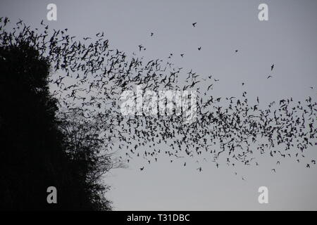 Grotte de chauves-souris Battambong, Banan, Cambodge : un nombre incalculable d'essaimage des chauves-souris dans le ciel au crépuscule du soir Banque D'Images