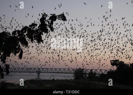 L'hpa (Hpa-An) Grotte, Myanmar : d'innombrables chauves-souris essaimer dans le crépuscule du soir Banque D'Images