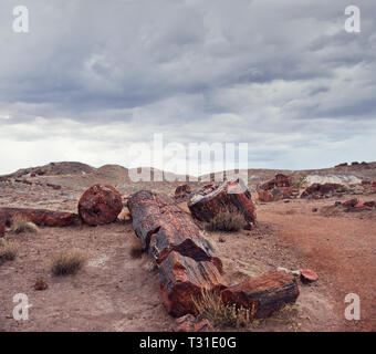 Les troncs d'arbre fossilisés de la période du Trias - Parc National de la Forêt Pétrifiée, Arizona Banque D'Images