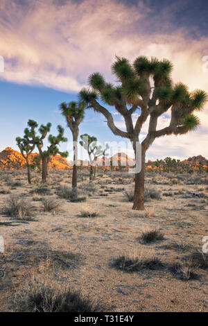 Lever du soleil glow in California's Joshua Tree National Park où les écosystèmes distincts des déserts de Mojave et Colorado. Banque D'Images