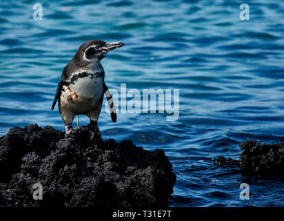 L'AMÉRIQUE DU SUD, l'Équateur, Îles Galápagos, l'île Isabela, Galapagos Penguin, Spheniscus mendiculus Banque D'Images