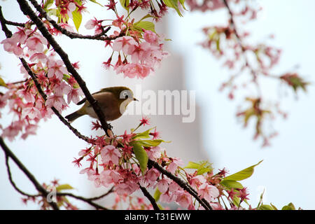 Au cours de saison Sakura Mejiro dans un cherry blossom tree à Tokyo, Japon Banque D'Images