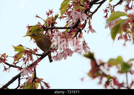 Au cours de saison Sakura Mejiro dans un cherry blossom tree à Tokyo, Japon Banque D'Images