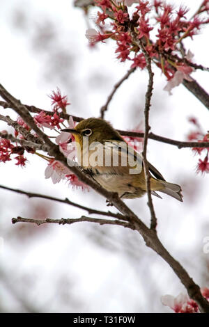 Au cours de saison Sakura Mejiro dans un cherry blossom tree à Tokyo, Japon Banque D'Images