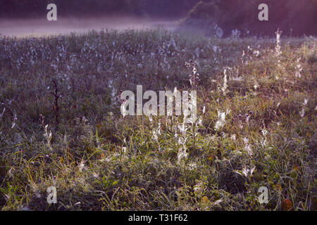 De nombreuses toiles d'araignée de rosée après le lever du soleil en automne pré et brouillard du matin Banque D'Images