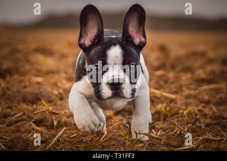 Portrait du français bull dog. Il est en cours d'exécution sur le terrain. Banque D'Images