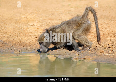 Babouin Chacma (Papio ursinus) eau potable, Mkuze game reserve, Afrique du Sud Banque D'Images