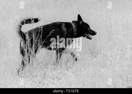 Chien dans l'herbe en noir et blanc Banque D'Images