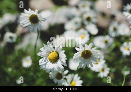 Les marguerites sauvages au Parc provincial Duck Mountain Banque D'Images