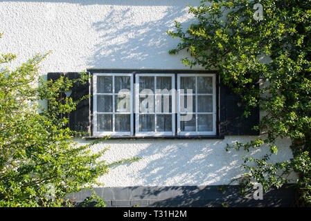 Fenêtre Triple Classic vintage dans cadre blanc avec des volets en bois noir avec des grimpeurs croissant sur mur blanc Banque D'Images