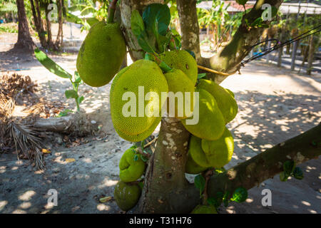 Matières durians growing on tree, Durian, le roi des fruits tropicaux en Thaïlande Banque D'Images