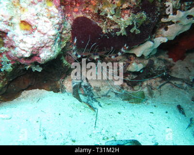 Les bandes ou en bandes de crevettes Crevettes Stenopus hispidus, plus propres, à l'atoll de Mnemba, Zanzibar Banque D'Images