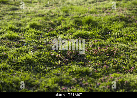 Lit de jardin sauvage avec les mauvaises herbes et les violettes dans le jardin au début du printemps Ensoleillé Banque D'Images