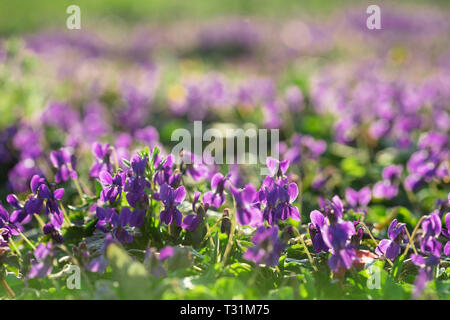 Belle jeune et fraîche de Violettes sauvages dans le jardin au début du printemps Ensoleillé Banque D'Images