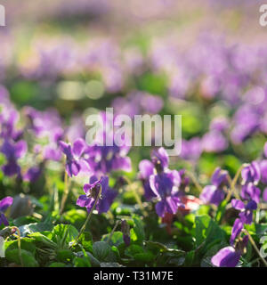 Belle jeune et fraîche de Violettes sauvages dans le jardin au début du printemps Ensoleillé Banque D'Images