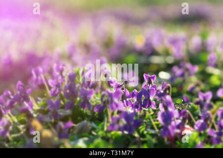 Belle jeune et fraîche de Violettes sauvages ou des Altos dans le jardin au début du printemps Ensoleillé Banque D'Images