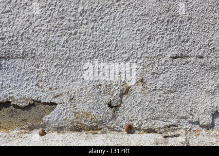 Deux escargots a choisi de dormir sur un mur blanc. Banque D'Images