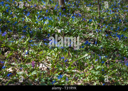 Perce-neige dans la forêt. Forêt ensoleillée plein de perce-neige des fleurs au printemps saison - photo avec arrière-plan flou extrêmement Banque D'Images