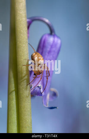 Une femme araignée Orb Weaver, Metellina mengei plus probable mais éventuellement Metellina segmentata sur un bluebell (Hyacinthoides non-scripta) au printemps. Banque D'Images