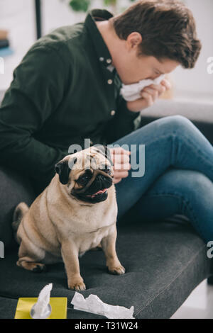 Portrait de l'homme près de pug adorable chien allergique à l'éternuement sur canapé Banque D'Images