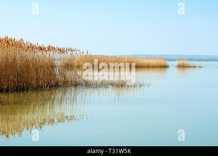 Roseaux du lac Balaton, Hongrie Banque D'Images