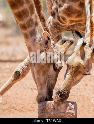 Une paire de girafes tirer parti d'un bloc minéral dans la chaleur de la savane de l'Afrique australe Banque D'Images