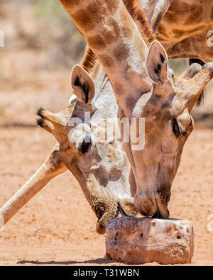 Une paire de girafes tirer parti d'un bloc minéral dans la chaleur de la savane de l'Afrique australe Banque D'Images
