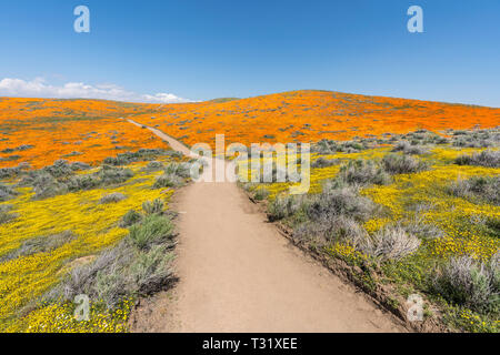 Chemin coloré de fleurs sauvages fleurs de pavot par super champ dans le sud de la Californie. Banque D'Images