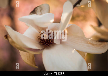 Le Magnolia fleurit dans une image macro Banque D'Images