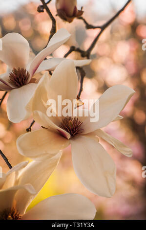 Le Magnolia fleurit dans une image macro Banque D'Images