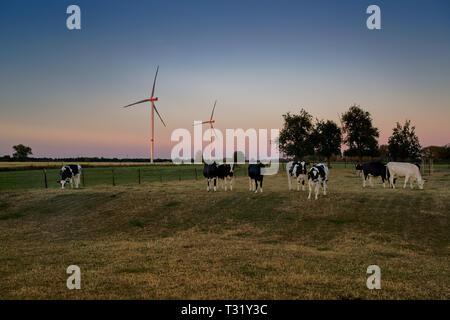 Les vaches paissent dans un pré au coucher du soleil, dans l'arrière-plan des éoliennes en face d'un ciel de couleur Banque D'Images