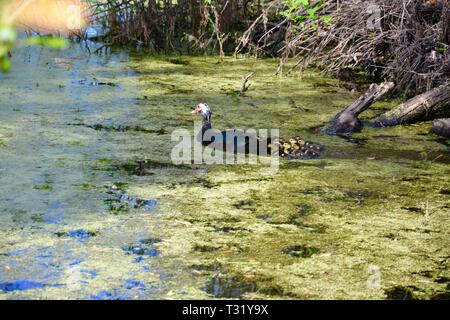 Maman canard et bébé. Banque D'Images