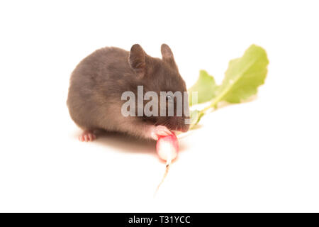 Hamster syrien radis noir manger isolé sur blanc. Banque D'Images
