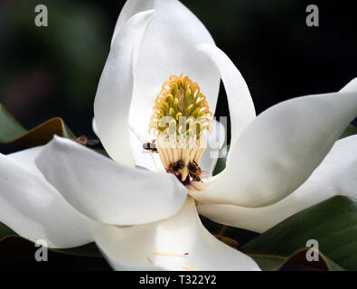 Les abeilles pollinisent un magnolia flower closeup isolés contre un arrière-plan flou vert foncé Banque D'Images