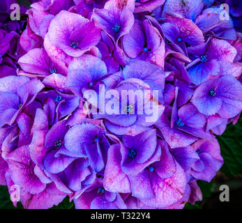 Purple hydrangea flowers libre sur un fond sombre Banque D'Images