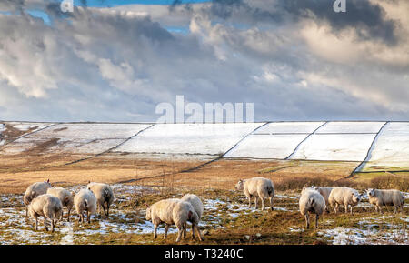 Troupeau de moutons dans les champs de neige dans la campagne anglaise Banque D'Images