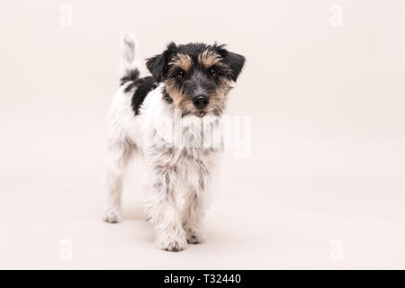 Petit Chien tricolore est debout devant un fond blanc. Jack Russell Terrier à poil rude Banque D'Images