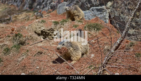 Marmotte des Alpes (Marmota marmota) transportant les aiguilles de pin brun dans sa bouche. Banque D'Images