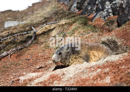 Marmotte des Alpes (Marmota marmota) à la réalisation d'enfouir les aiguilles de pin brun dans sa bouche. Banque D'Images