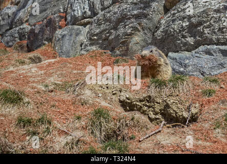 Marmotte des Alpes (Marmota marmota) transportant les aiguilles de pin brun dans sa bouche. Banque D'Images