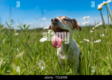 Petit chien est assis dans une prairie en fleurs au printemps. Jack Russell Terrier 11 ans Banque D'Images