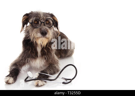 Drôle et sérieux CHIEN NOIR AVEC STÉTHOSCOPE ET LUNETTES COUCHÉ CONTRE L'ARRIÈRE-PLAN BLANC. STUDIO SHOT isolé. Banque D'Images