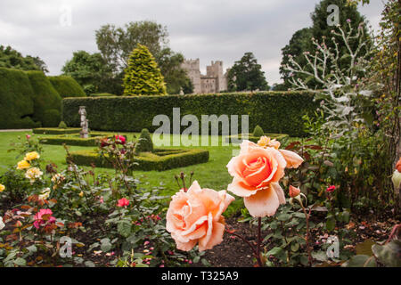 Les jardins de roses à Raby Castle,Staindrop,Angleterre,UK Banque D'Images