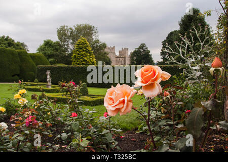 Les jardins de roses à Raby Castle,Staindrop,Angleterre,UK Banque D'Images