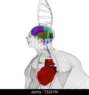 Formation médicale en 3D avec des brins d'ADN et le corps humain modèle avec cœur et cerveau dans x-ray. 3D render Banque D'Images