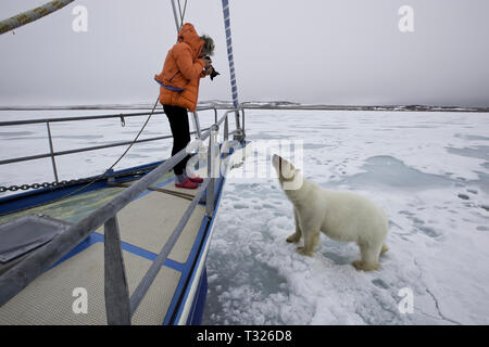 Curieux Ours blanc, Ursus maritimus, Spitzberg, l'océan Arctique, en Norvège Banque D'Images